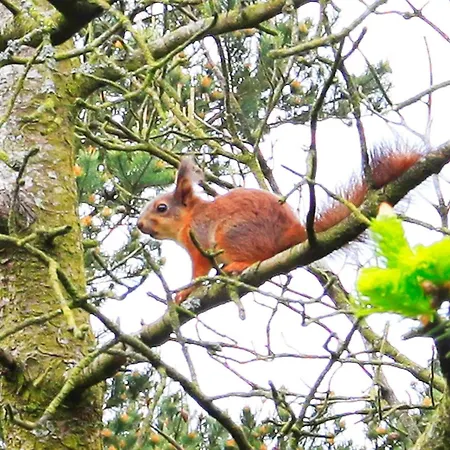 بيت للعطل Secluded Retreat In Nature - By Traum Lønne Hede
